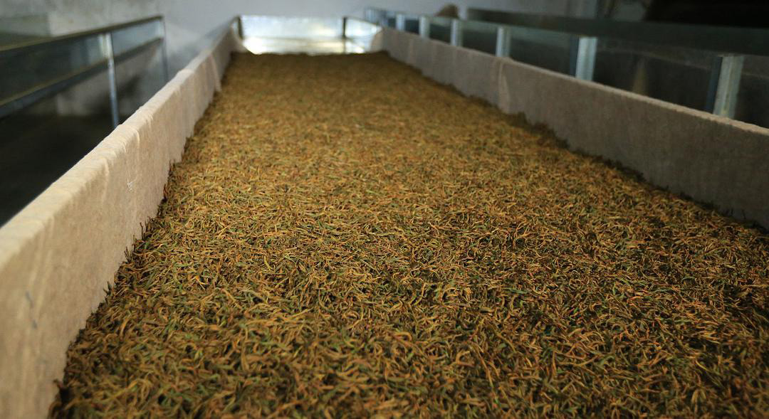 芽孢發(fā)酵 芽孢發(fā)酵